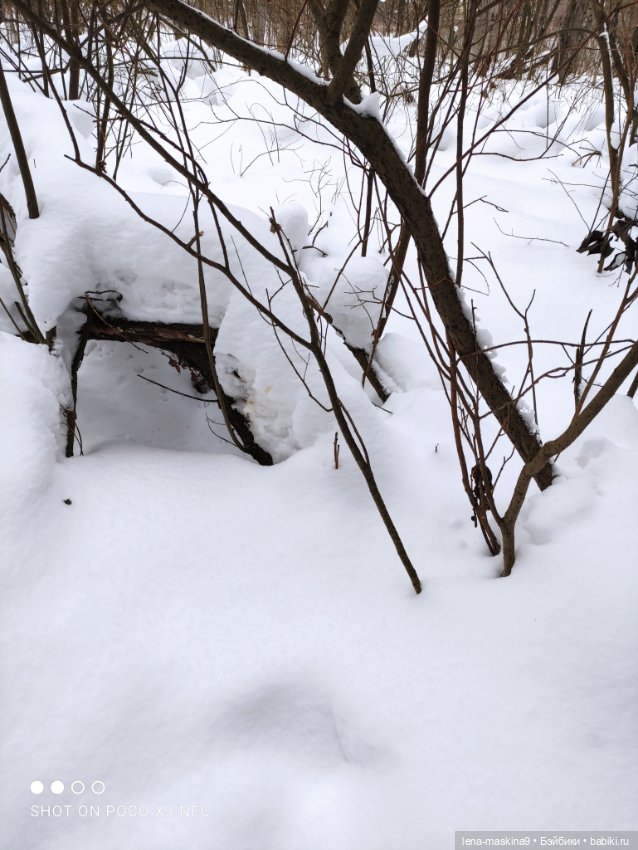 Лес, вороны Клара, Клавдия и их бабушка Евдокия