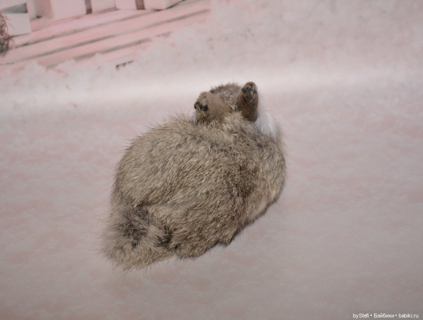 Небольшая коллекция пушистиков (фото 3)