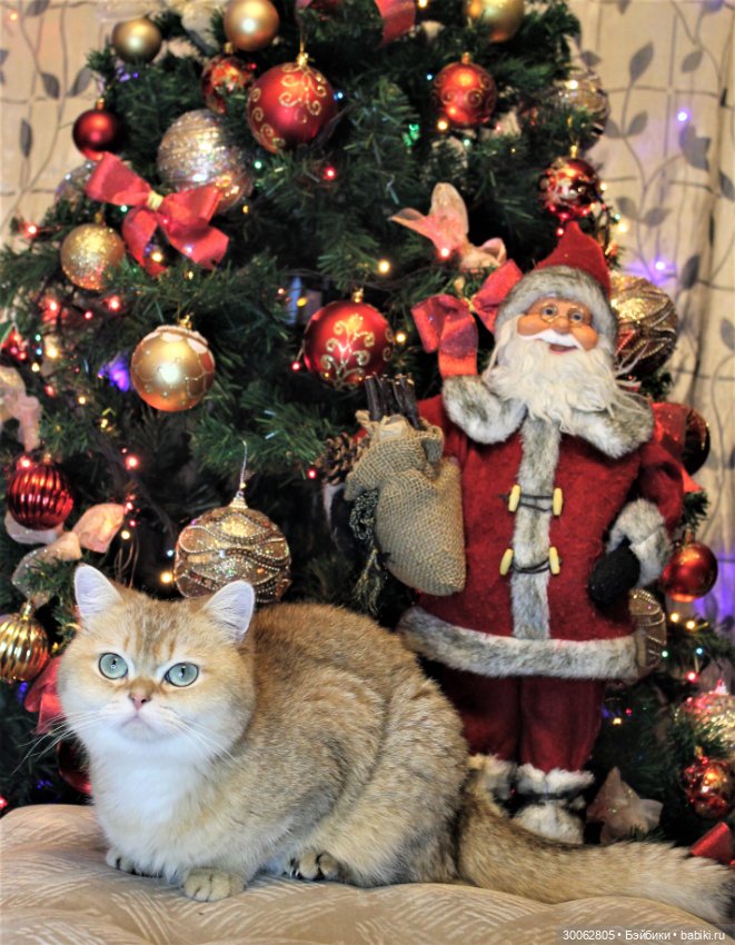 Куклы от Вирджинии Тернер