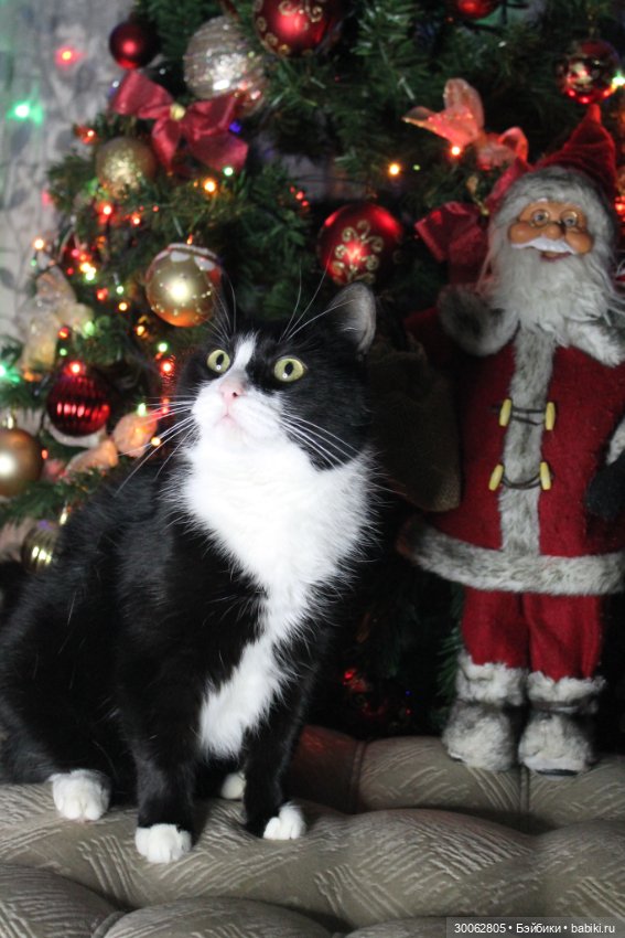 Куклы от Вирджинии Тернер