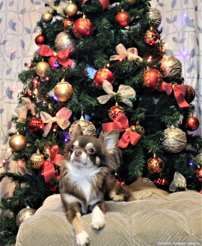 Куклы от Вирджинии Тернер