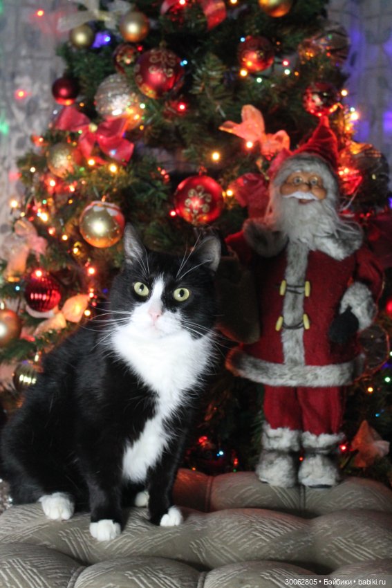 Куклы от Вирджинии Тернер