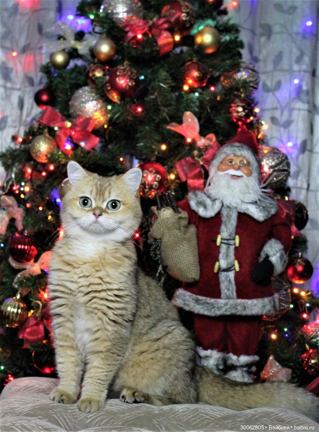 Куклы от Вирджинии Тернер