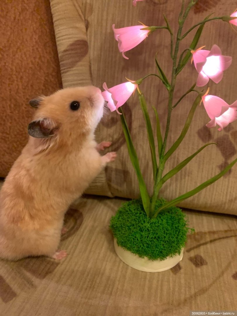 Куклы от Вирджинии Тернер