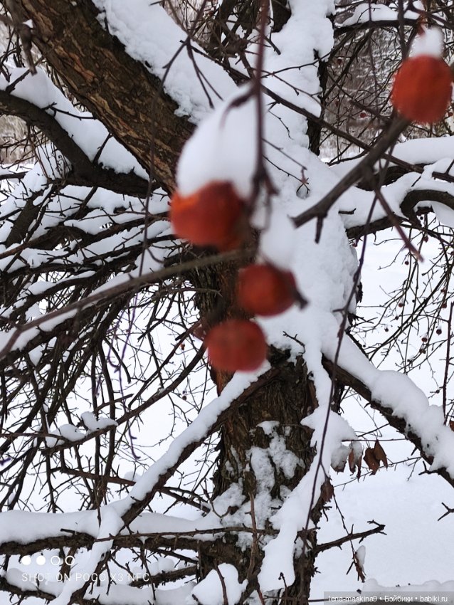 Вишенка, лес и ее любимый котик