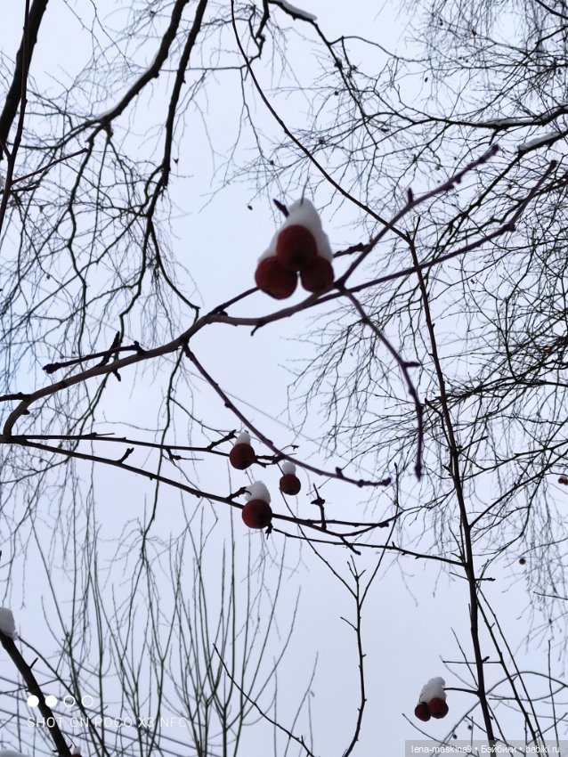 Вишенка, лес и ее любимый котик