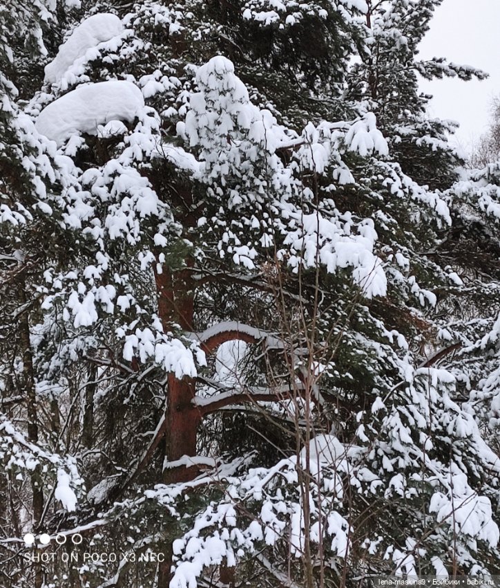 Вишенка, лес и ее любимый котик