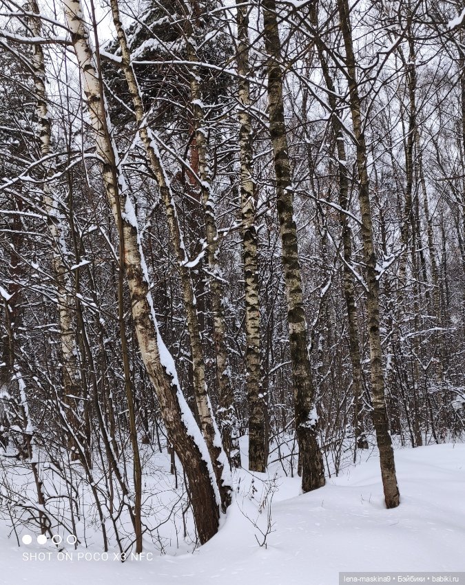 Вишенка, лес и ее любимый котик