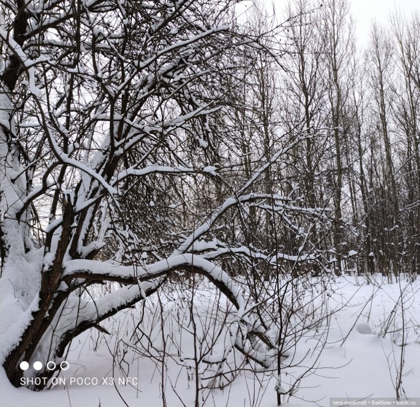 Вишенка, лес и ее любимый котик