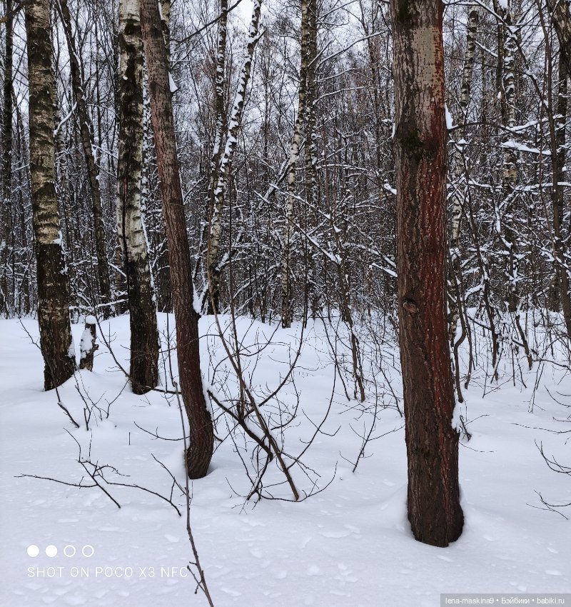 Вишенка, лес и ее любимый котик