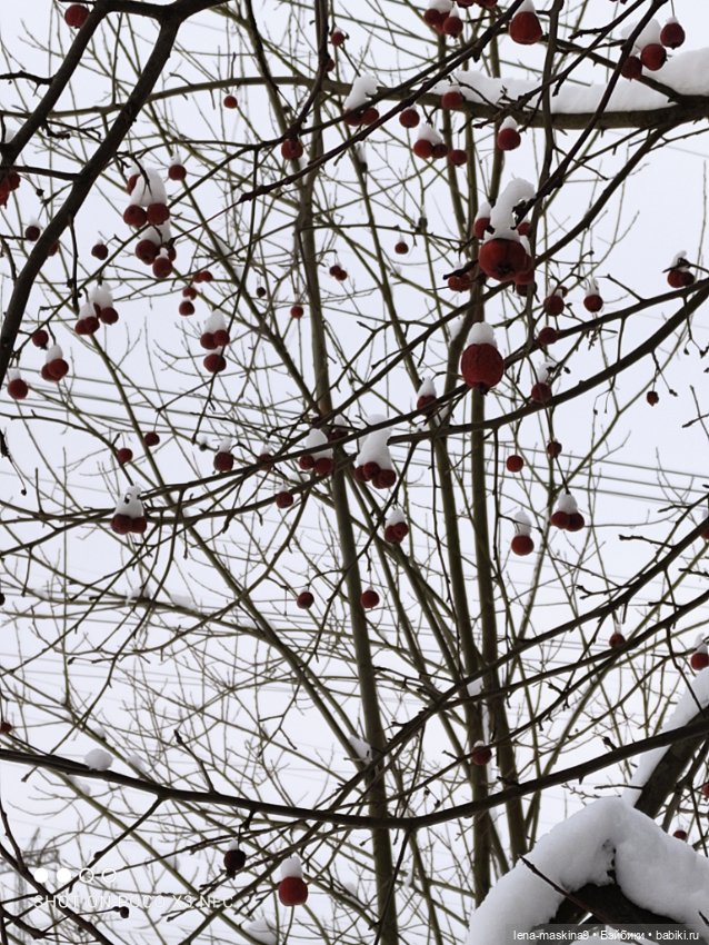 Вишенка, лес и ее любимый котик
