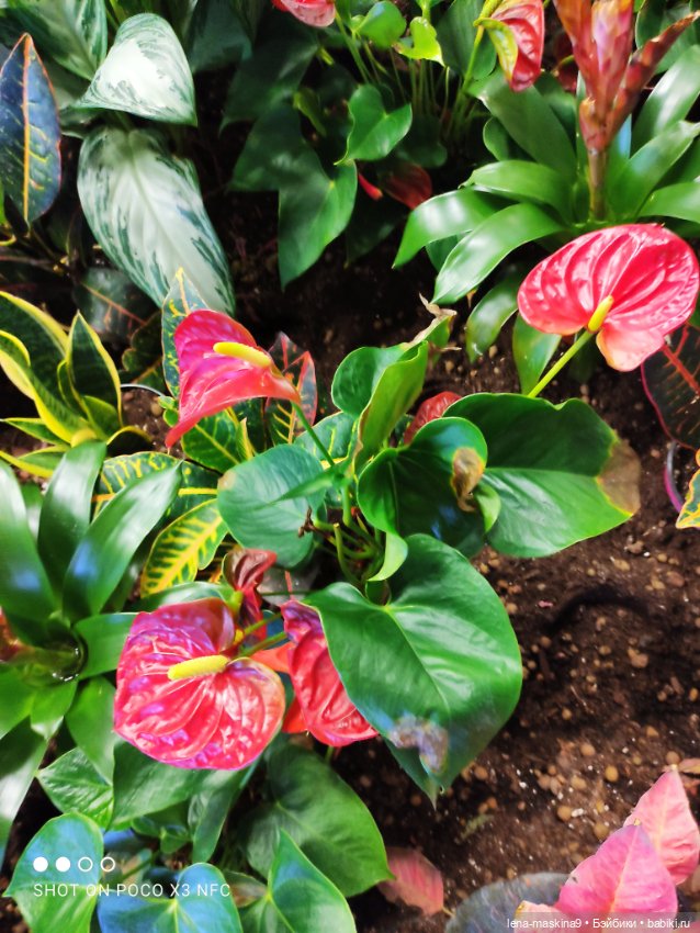 Зайка, Зефирка и ВДНХ продолжение (фото 9)