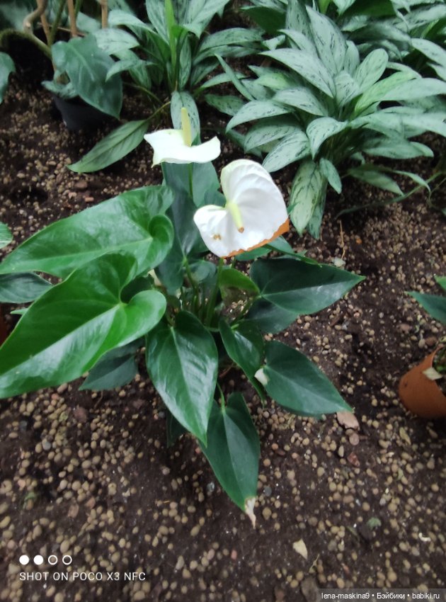 Зайка, Зефирка и ВДНХ продолжение