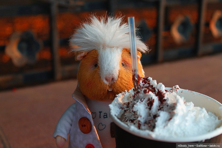 Один день из жизни маленького морского свиника (фото 5)