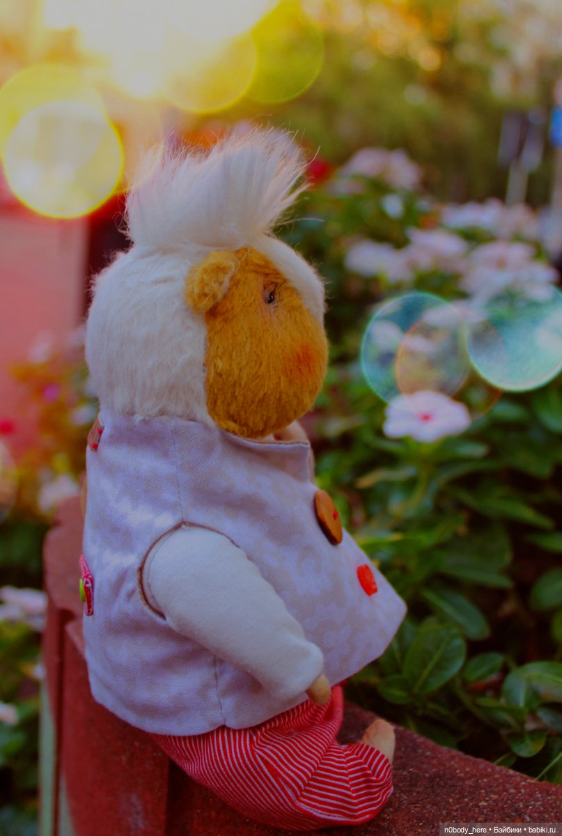 Один день из жизни маленького морского свиника