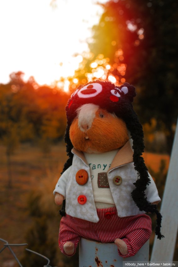 Один день из жизни маленького морского свиника (фото 6)