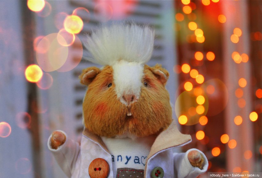 Один день из жизни маленького морского свиника (фото 2)