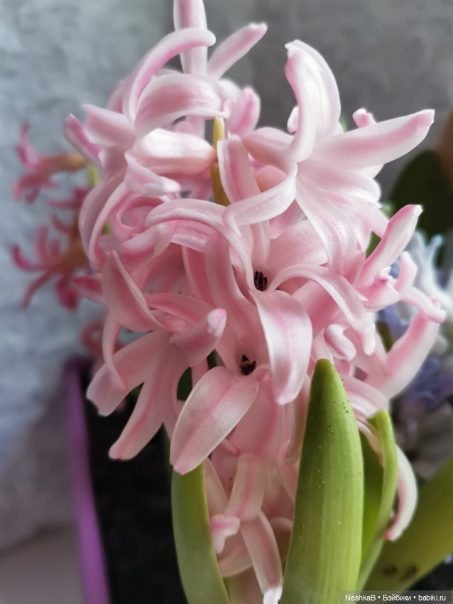 Пенни приближает весну 🌱🌷🌸 (фото 8)