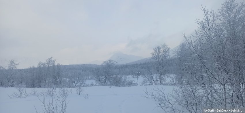 Заполярье. Прогуляемся? 29.01.2022 (фото 5)