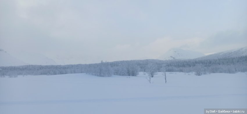 Заполярье. Прогуляемся? 29.01.2022 (фото 8)