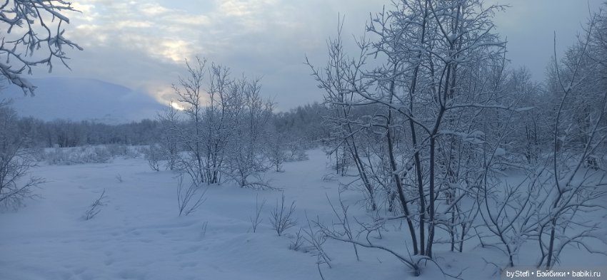 Заполярье. Прогуляемся? 29.01.2022 (фото 2)