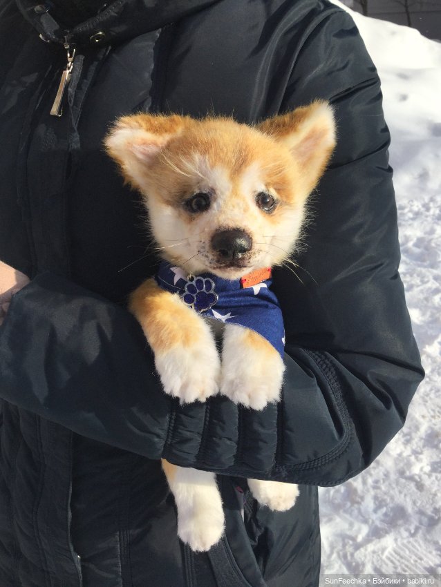 Мы гуляем с Домиником — Домашние фото авторских игрушек: Тедди (фото 5)