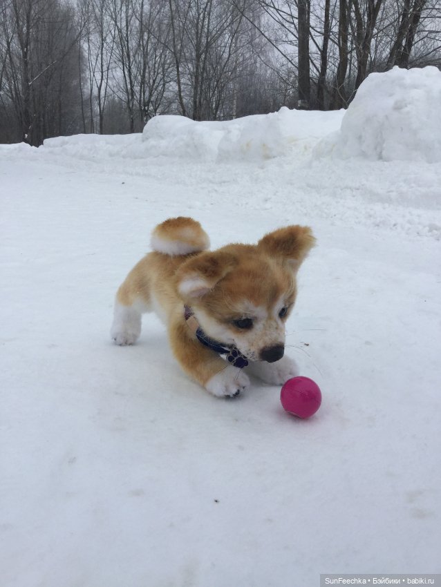 Мы гуляем с Домиником — Домашние фото авторских игрушек: Тедди