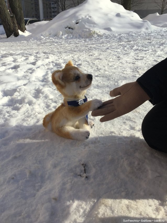 Мы гуляем с Домиником — Домашние фото авторских игрушек: Тедди (фото 3)