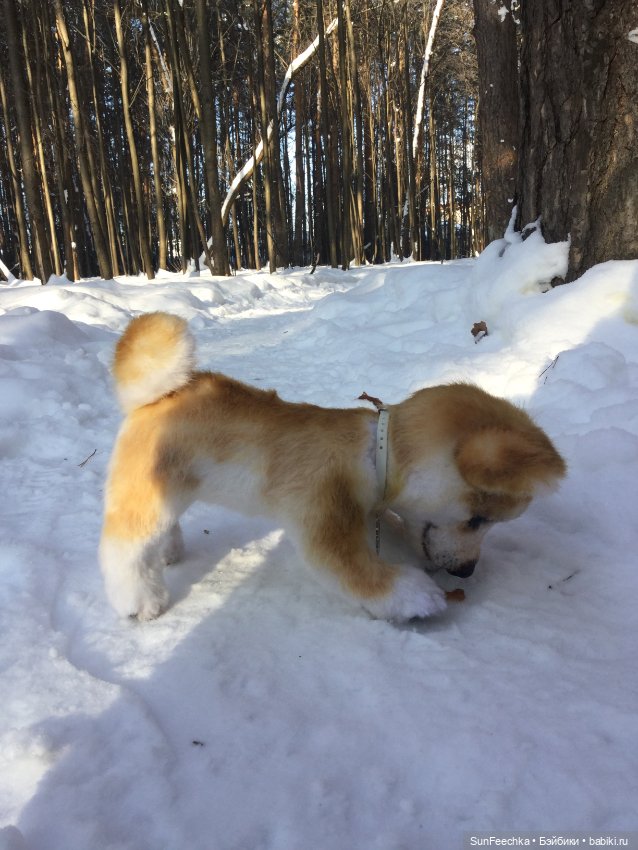 Мы гуляем с Домиником — Домашние фото авторских игрушек: Тедди (фото 8)