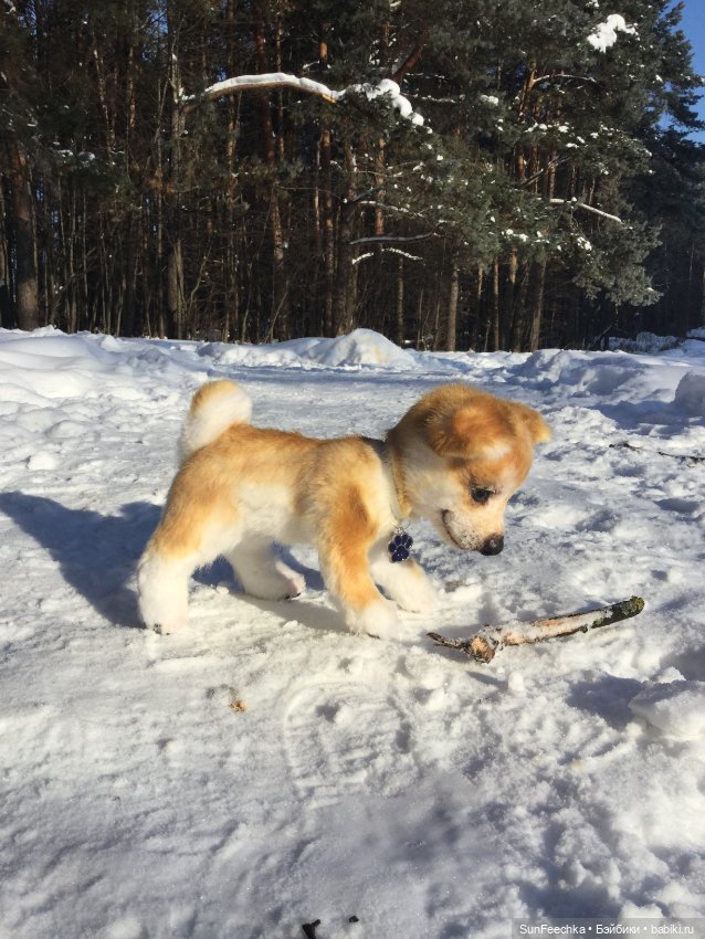 Мы гуляем с Домиником — Домашние фото авторских игрушек: Тедди (фото 6)