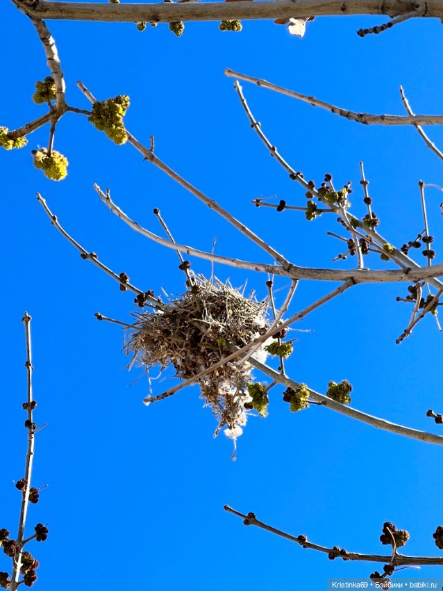 Маленький подарок от Сауле