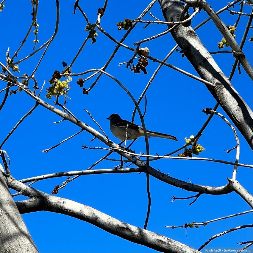 Маленький подарок от Сауле (фото 3)
