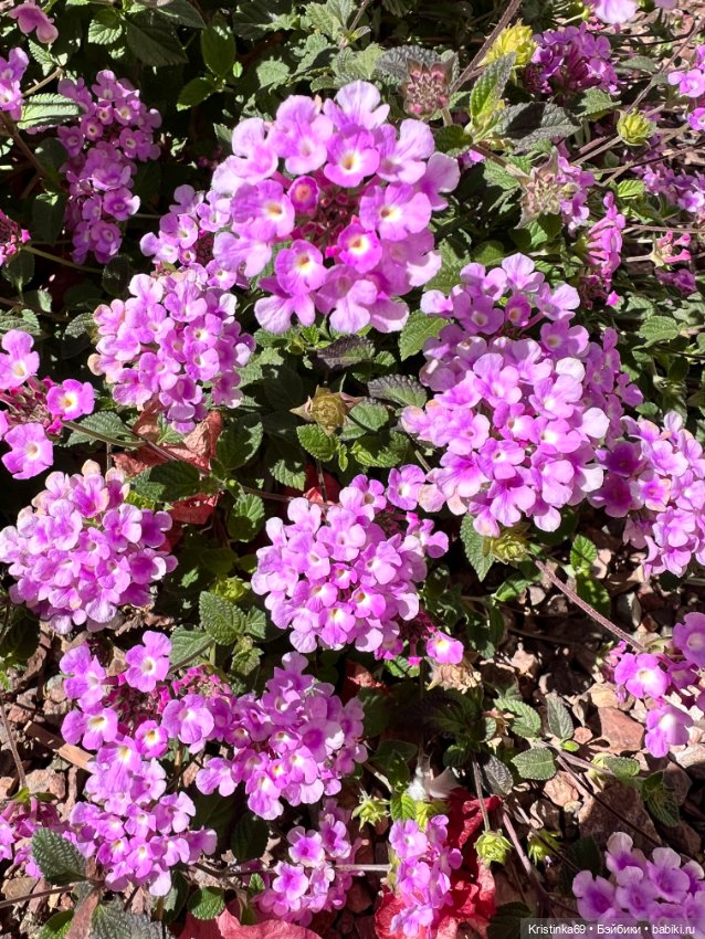 Маленький подарок от Сауле (фото 10)