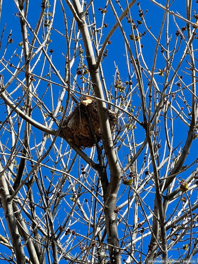 Маленький подарок от Сауле (фото 4)