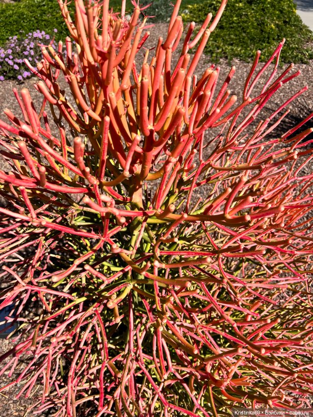 Маленький подарок от Сауле