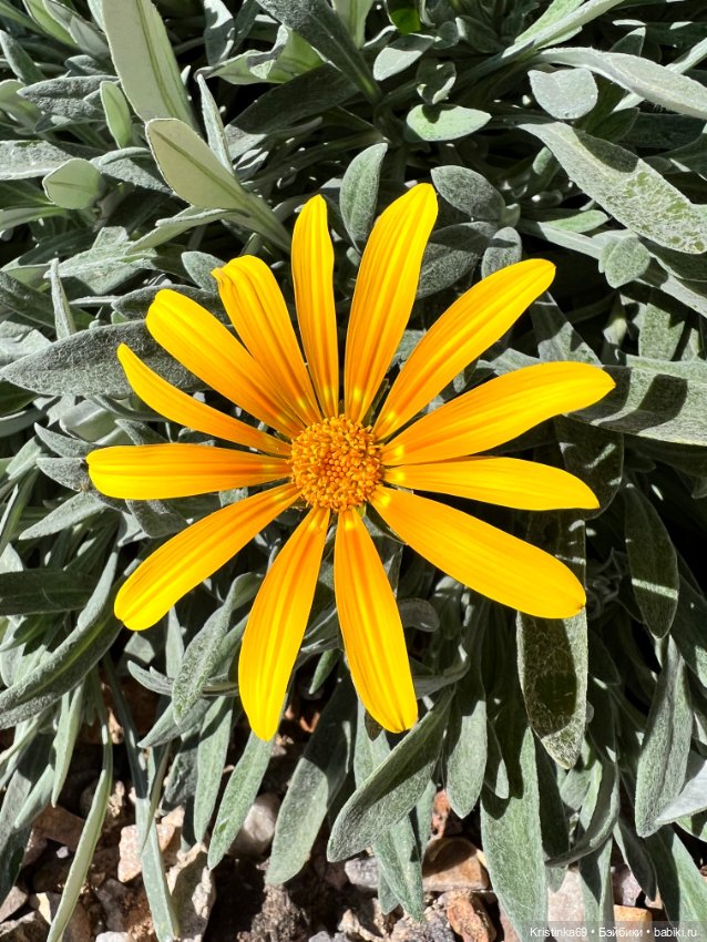 Маленький подарок от Сауле (фото 2)