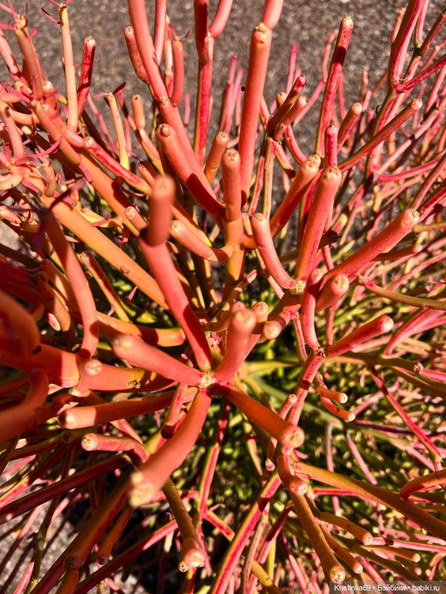 Маленький подарок от Сауле