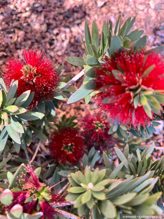 Маленький подарок от Сауле (фото 5)