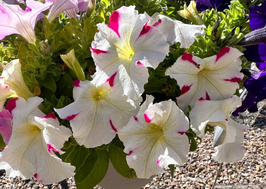 Маленький подарок от Сауле