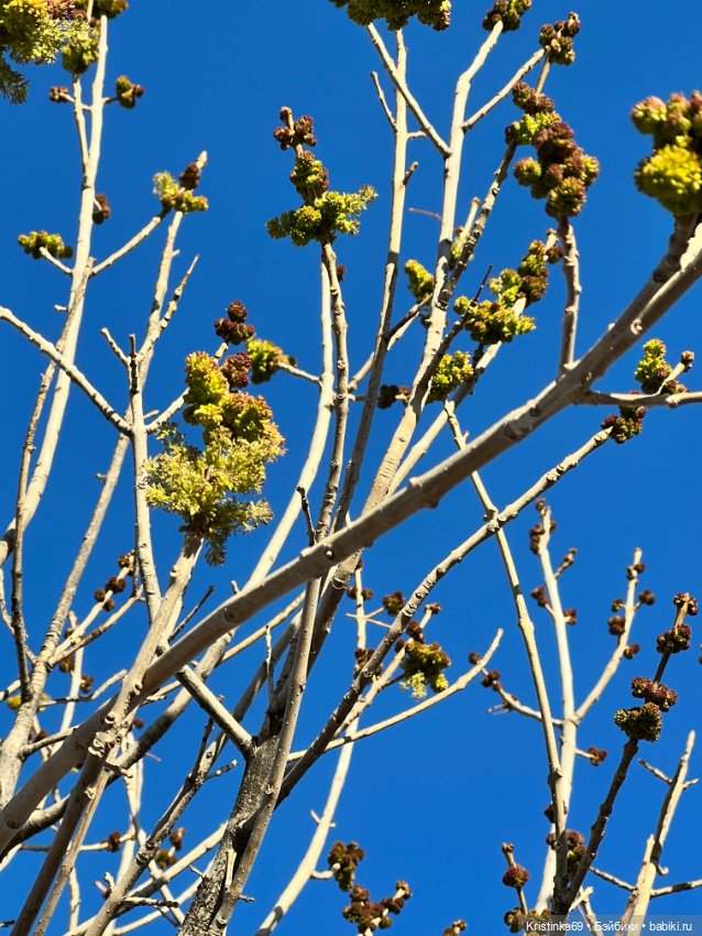 Маленький подарок от Сауле
