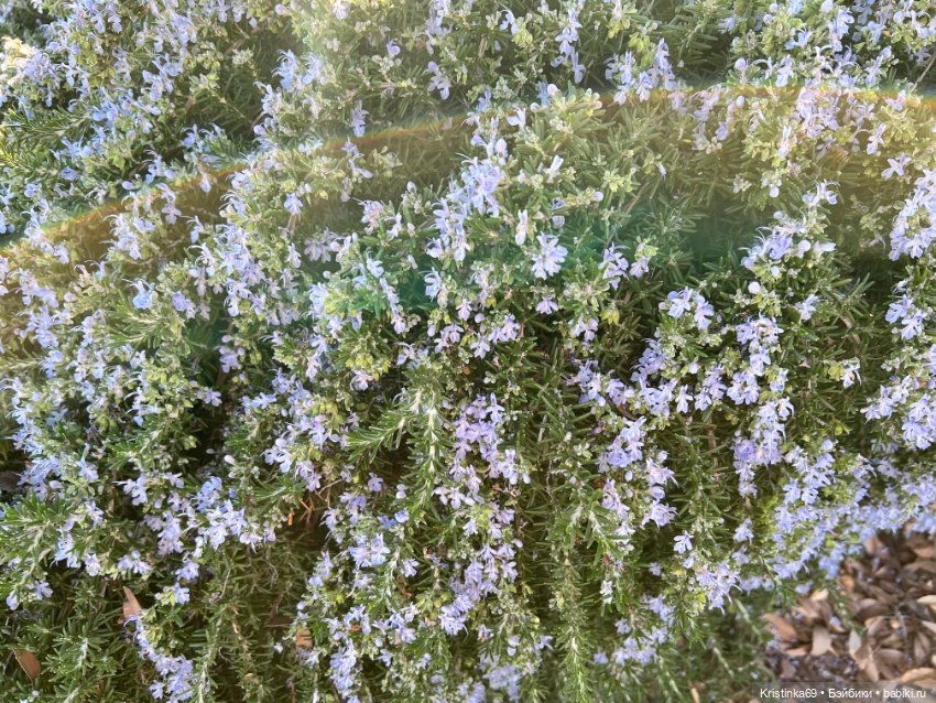 Маленький подарок от Сауле