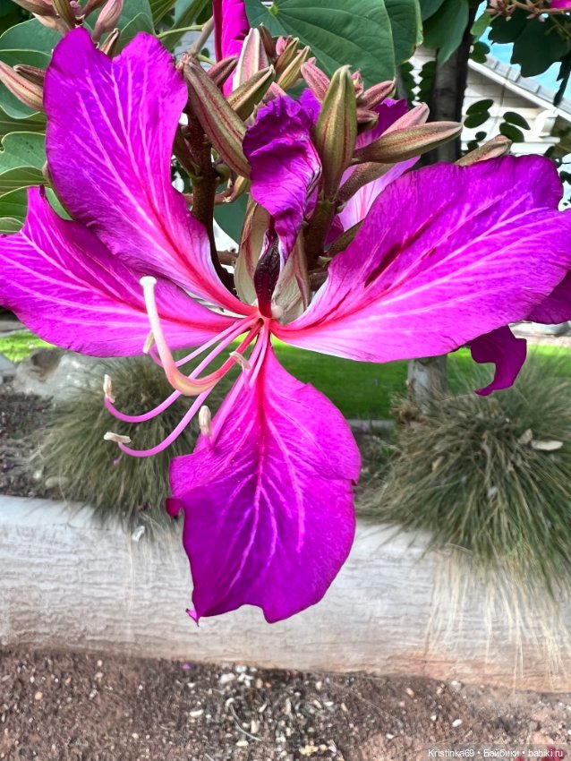 Маленький подарок от Сауле