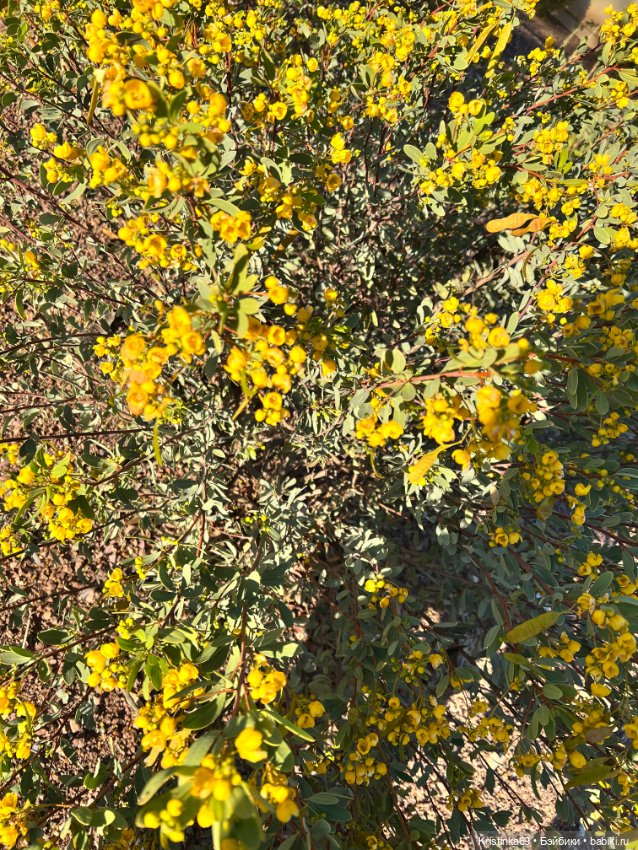 Маленький подарок от Сауле