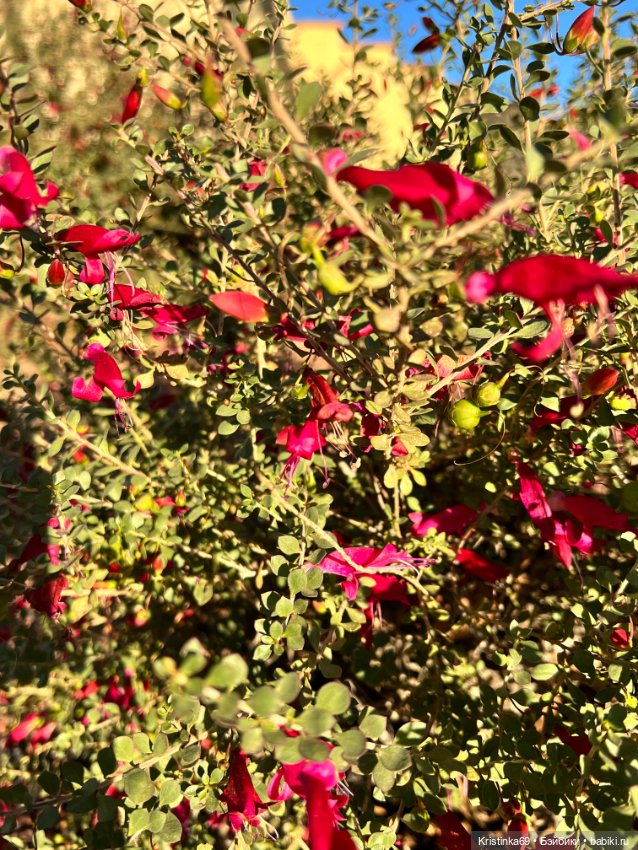 Маленький подарок от Сауле