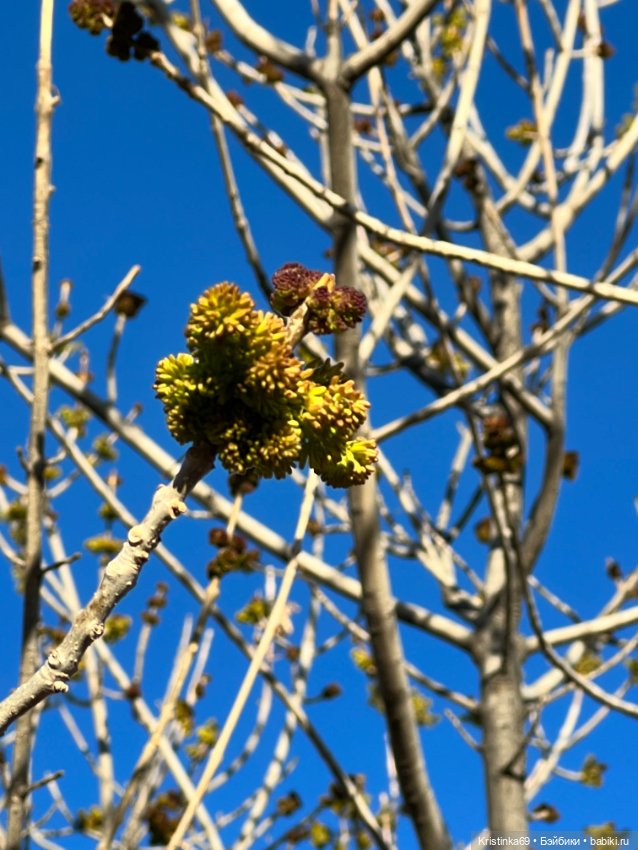 Маленький подарок от Сауле