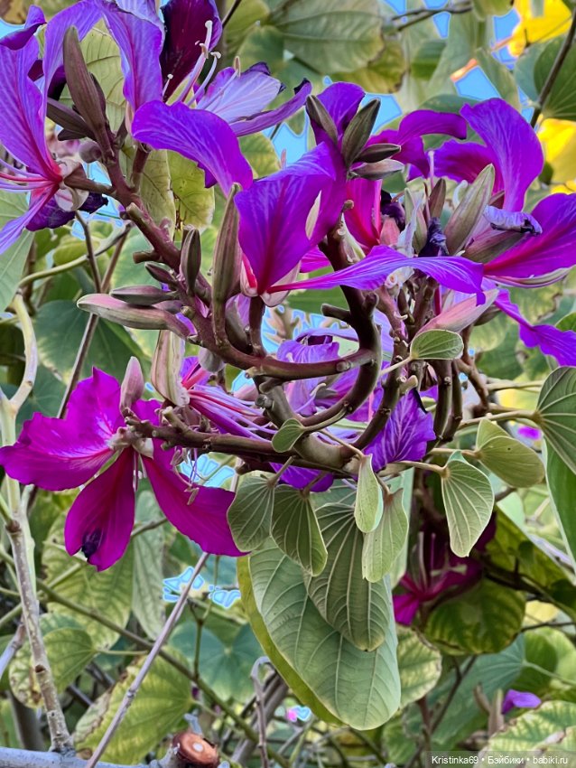 Маленький подарок от Сауле