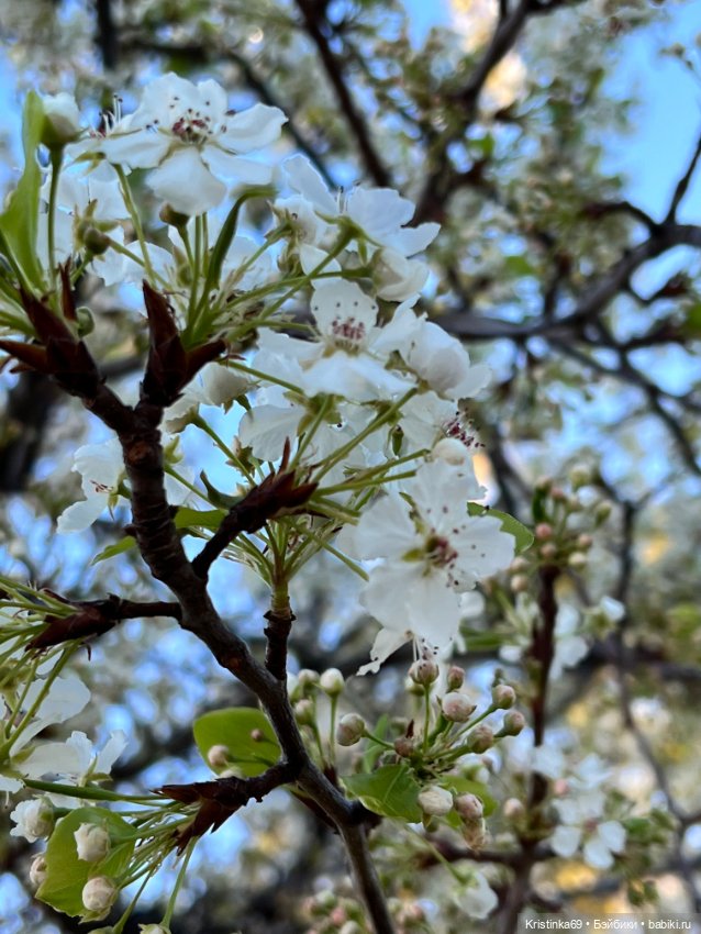 Маленький подарок от Сауле