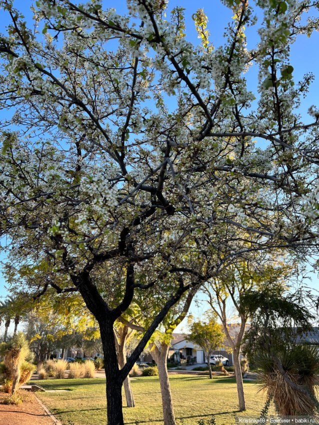 Маленький подарок от Сауле