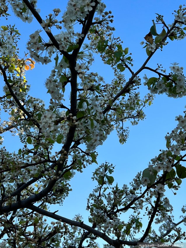 Маленький подарок от Сауле