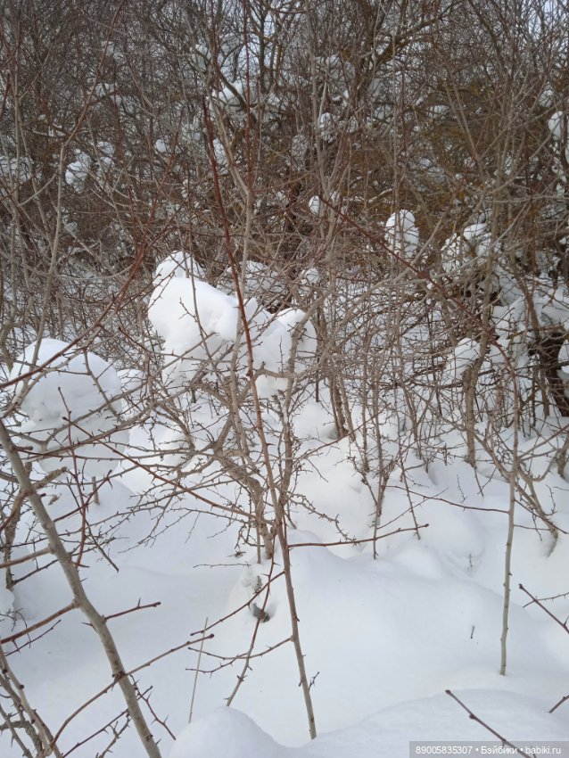 Марсель и снежная прогулка (фото 3)